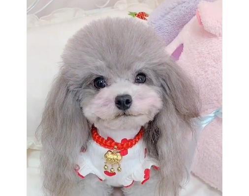了解金狮犬——一款优秀的宠物犬（探究金狮犬的品种来源）