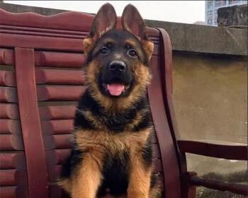 揭秘警犬中为什么德牧最多（从历史、品种特点到实战应用）