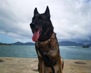 揭秘警犬中为什么德牧最多（从历史、品种特点到实战应用）