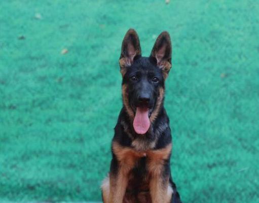 揭秘警犬中为什么德牧最多（从历史、品种特点到实战应用）