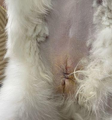猫咪绝育后拆线时间表（探讨猫咪绝育后拆线的最佳时间和方法）