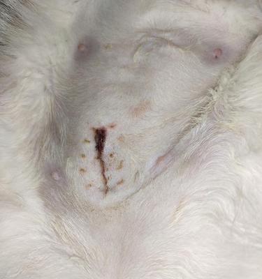 猫咪绝育后拆线时间表（探讨猫咪绝育后拆线的最佳时间和方法）