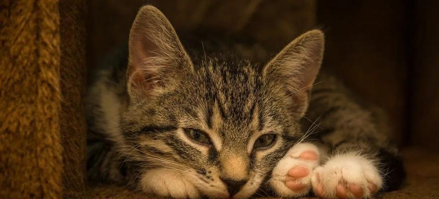 绝育猫咪该吃什么猫粮（为您的爱宠选择合适的猫粮）