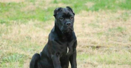如何养好你的卡斯罗犬（从小开始）
