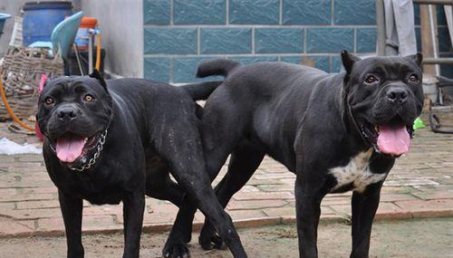 剪耳断尾——以卡斯罗犬为例（了解卡斯罗犬耳断尾的原因和影响）
