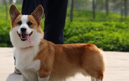 以柯基犬颜色为主题的饲养指南（如何选择最适合自己的柯基犬颜色）
