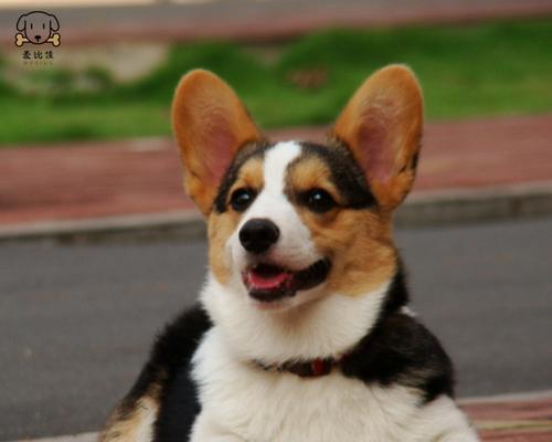 以柯基犬颜色为主题的饲养指南（如何选择最适合自己的柯基犬颜色）