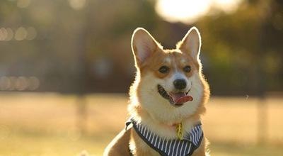 以柯基犬颜色为主题的饲养指南（如何选择最适合自己的柯基犬颜色）