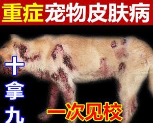 以宠物为主，治疗柯利犬螨虫的方法（提高宠物健康）