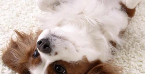 以宠物为主，治疗柯利犬螨虫的方法（提高宠物健康）