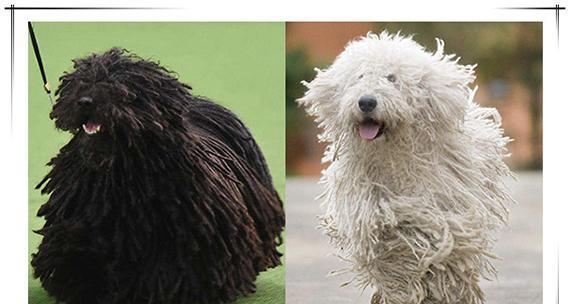 可蒙犬的适合造型（打造可爱）
