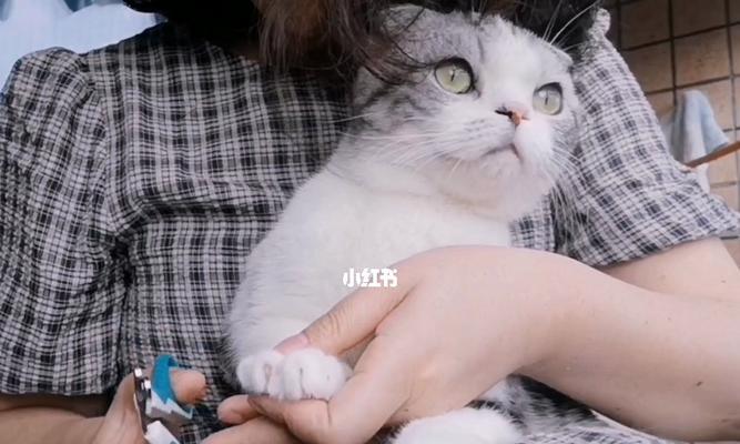如何给猫咪剪指甲（宠物猫的护理技巧和注意事项）