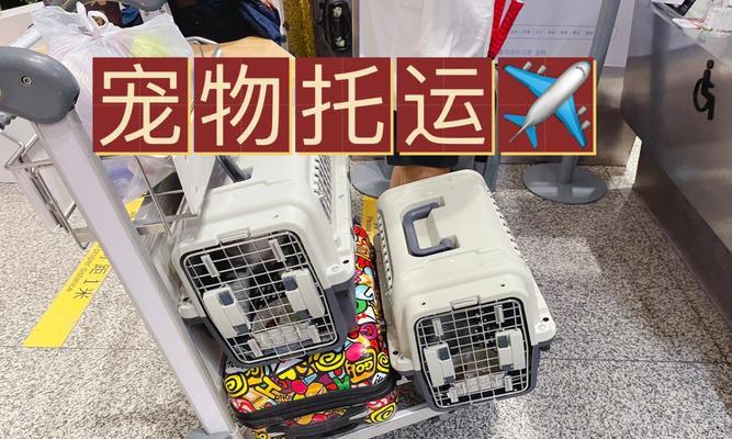 空运猫咪顺利出行（如何在机场接猫咪）