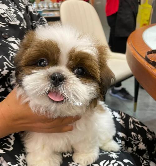 以口月犬——不一样的宠物选择（了解这个特殊品种）