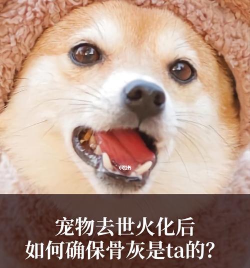 昆明宠物殡仪馆设火化服务，狗狗也能得到尊重（宠物主人拥有多样选择）
