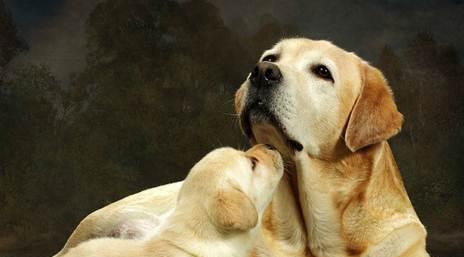如何选择最佳的拉布拉多犬配种时间（宠物犬的健康繁殖需要合适的时间安排）
