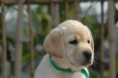 拉布拉多一岁算什么犬（以拉布拉多为例）