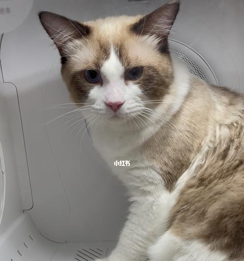俩个月的猫咪是否能洗澡（宠物护理之洗澡注意事项）