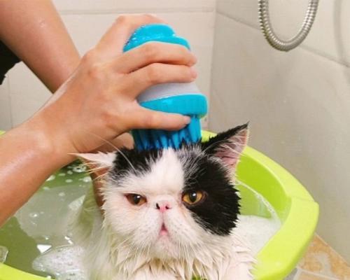 俩个月的猫咪是否能洗澡（宠物护理之洗澡注意事项）