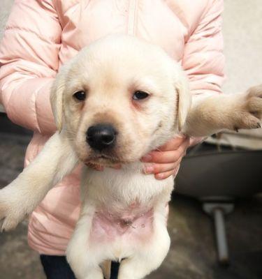 如何给两个月大拉布拉多幼犬服用药物（详细讲解药物选择）