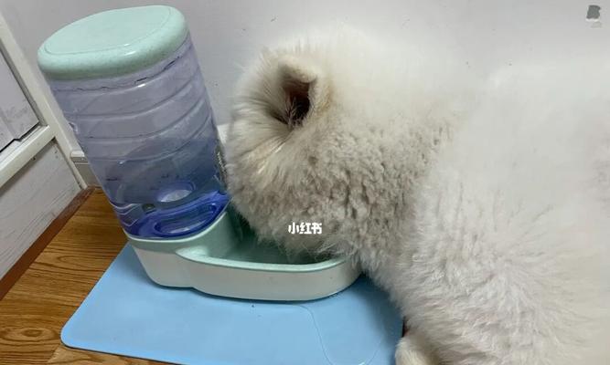 两个月大的小狗可以在空调房居住吗（了解小狗适应环境的能力和建议）