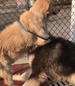 如何应对金毛两个月吐狗粮问题（宠物的健康饮食对犬只的生命力至关重要）