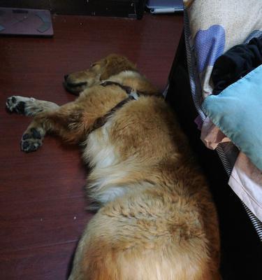 如何应对金毛两个月吐狗粮问题（宠物的健康饮食对犬只的生命力至关重要）
