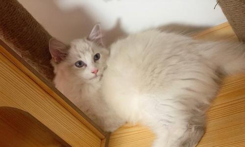 如何照顾两个月大的小猫（关注营养、健康、环境）