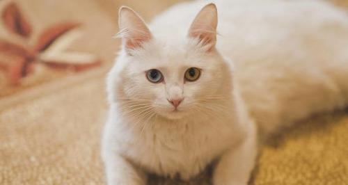 如何照顾两个月大的小猫（关注营养、健康、环境）