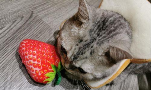 猫咪的薄荷玩具之旅（两个月大的小猫可以玩薄荷玩具吗）