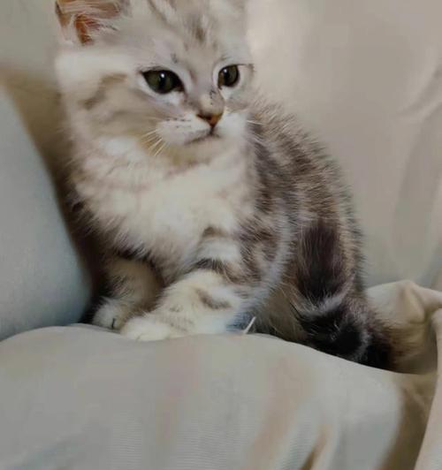 两个月小猫能吃鸡吗（了解小猫的食品需求）