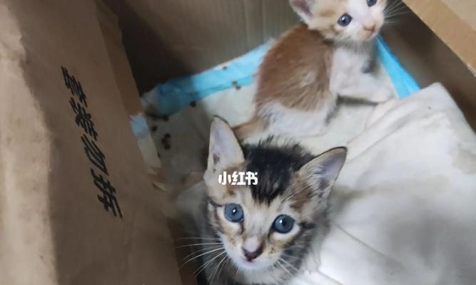 如何将流浪奶猫洗干净（以宠物为主）
