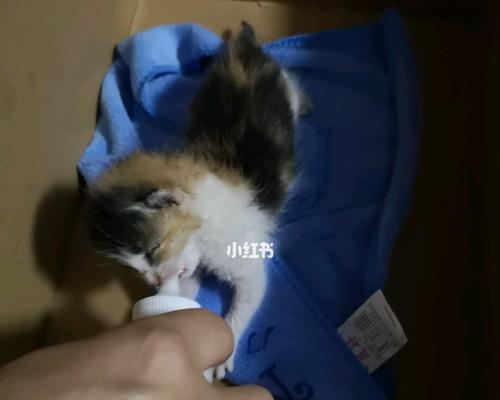 如何将流浪奶猫洗干净（以宠物为主）