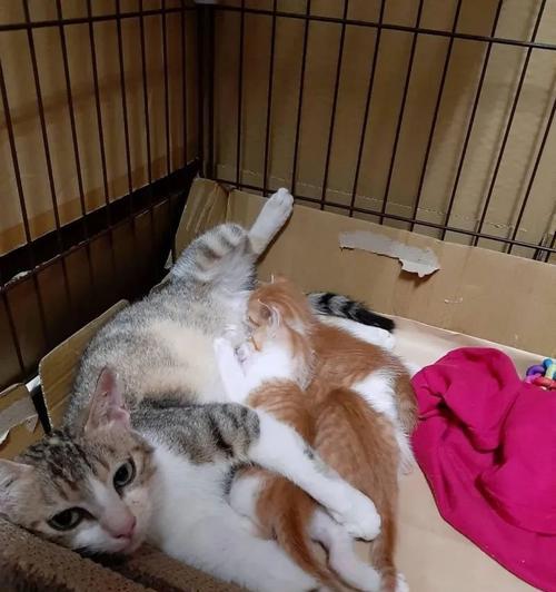 流浪小猫怎么处理（从宠物主人的角度出发）