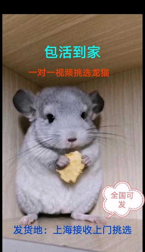 龙猫叫声的解读（探究龙猫叫声的原因与含义）