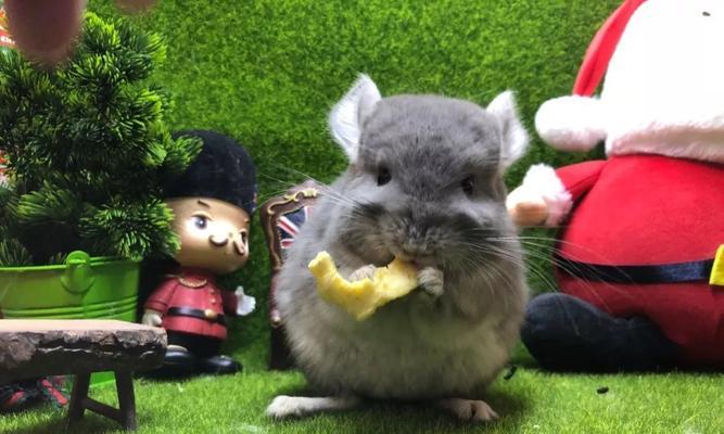龙猫用水洗后的正确处理方法（以宠物为主）