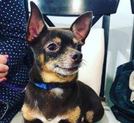 为什么鹿犬会频繁脱毛（探究鹿犬脱毛原因和解决方法）