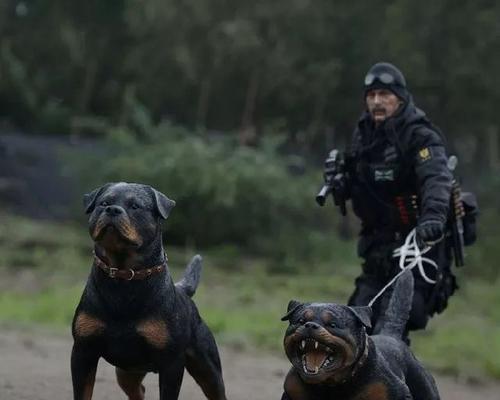 以罗威纳犬为例，探究为何宠物犬的眼睛会变红（罗威纳犬眼睛红的原因及如何预防）