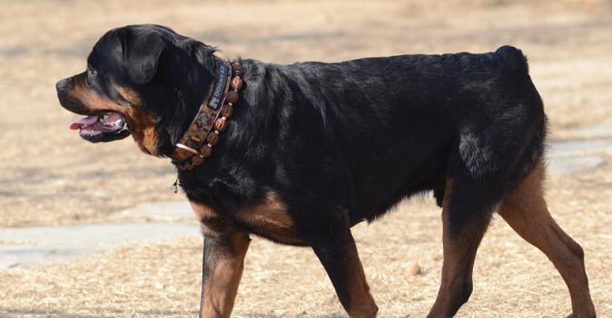 探究罗威纳犬为什么会咬主人（以宠物为主的咬人行为分析）