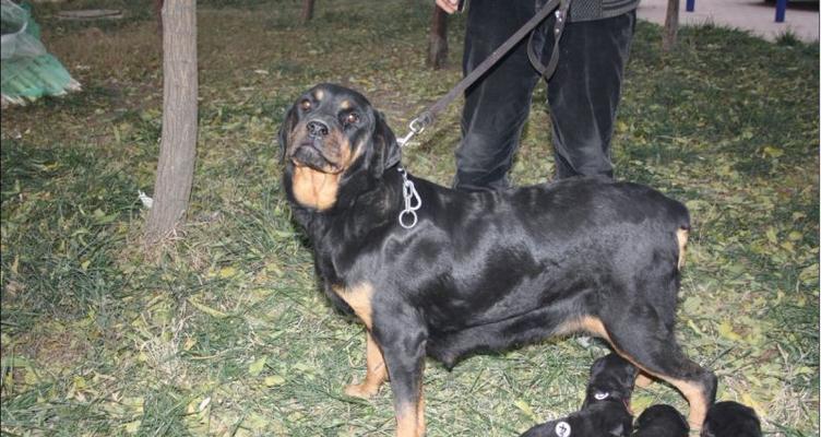 以罗威纳犬为主的尾巴的重要性（为什么罗威纳犬的尾巴很重要）