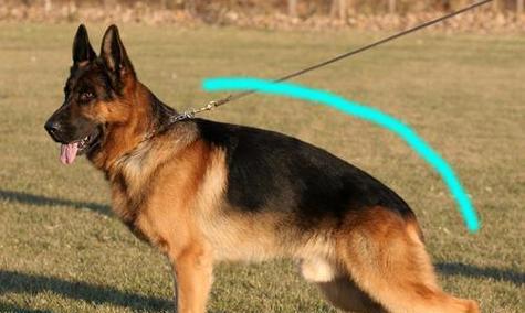 以罗威纳犬为主的尾巴的重要性（为什么罗威纳犬的尾巴很重要）
