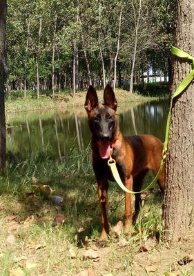 如何避免宠物感染以马犬得细小病毒（宠物主人必读的预防措施）