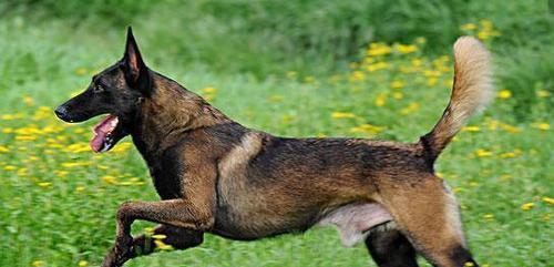如何避免宠物感染以马犬得细小病毒（宠物主人必读的预防措施）