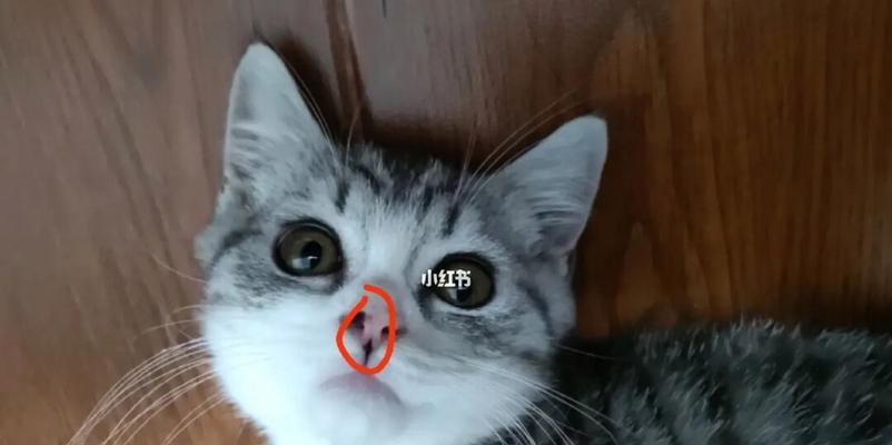 揭秘猫鼻子黑黑的真相（猫鼻子里的黑色物质到底是什么）