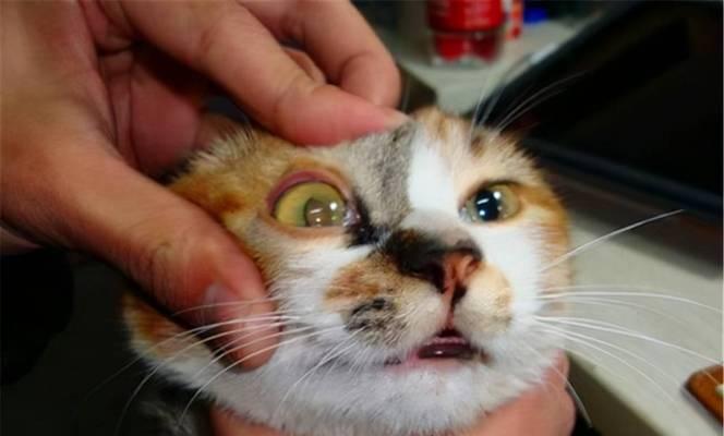 猫鼻子疾病详解（探究猫鼻子疾病类型）