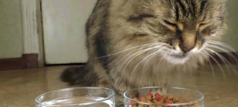 猫咪为什么不爱吃猫粮（探究猫咪挑食的原因与解决方法）