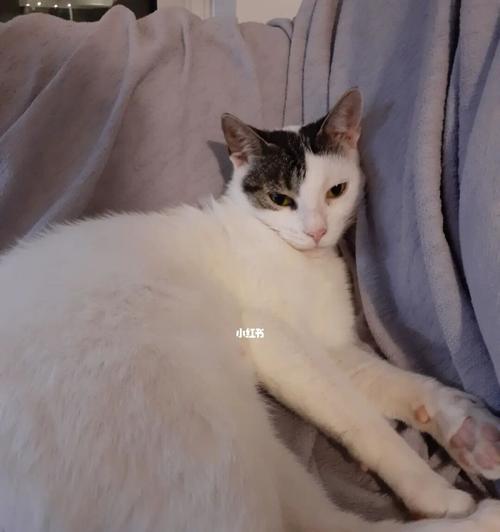 如何帮助宠物猫回家（应对猫不敢回家的问题）