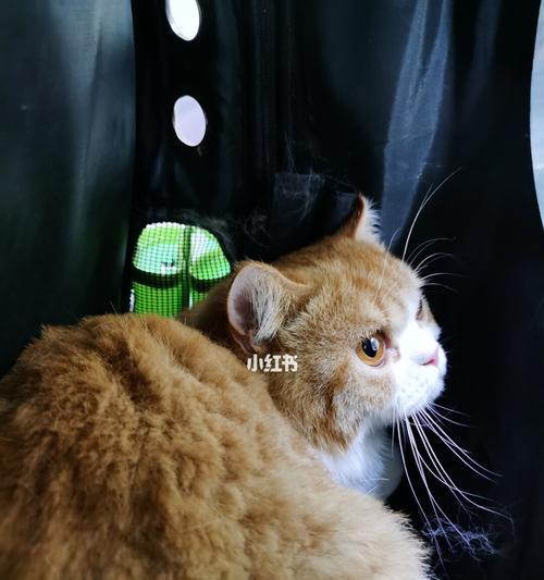 如何帮助宠物猫回家（应对猫不敢回家的问题）