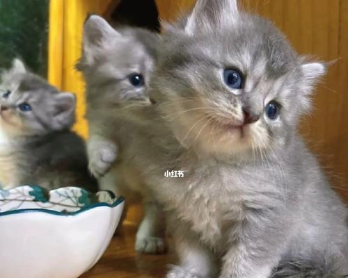 如何帮助宠物猫回家（应对猫不敢回家的问题）
