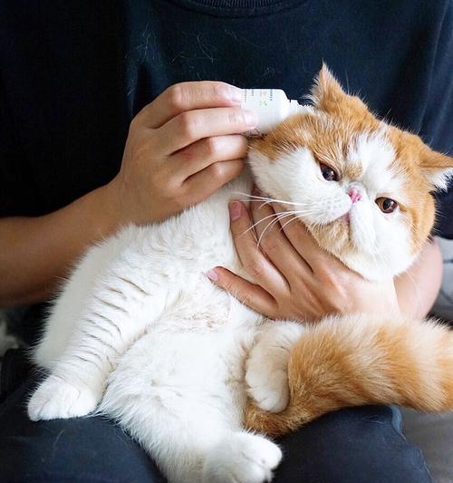 猫妈咪产后发烧应该如何处理（照顾产妇宝宝）